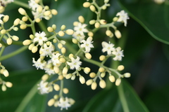 Nothapodytes nimmoniana